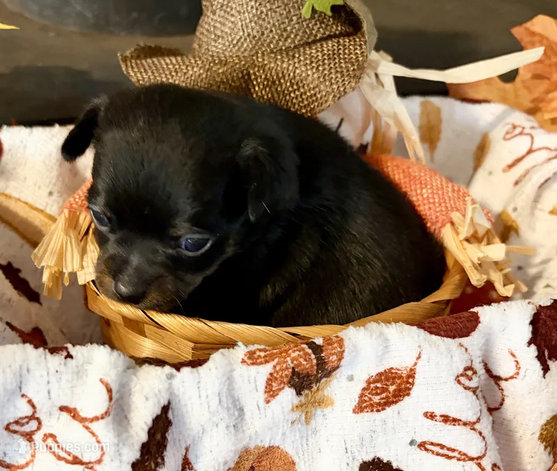 Boots – Chihuahua puppy for sale in Dorena, OR