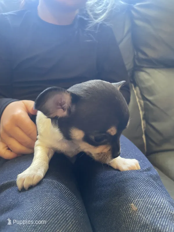 Biscuit  – Chihuahua puppy for sale in Dorena, OR