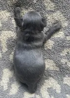 Bacon, a female Chihuahua for sale in Dorena, OR – 3 of 4