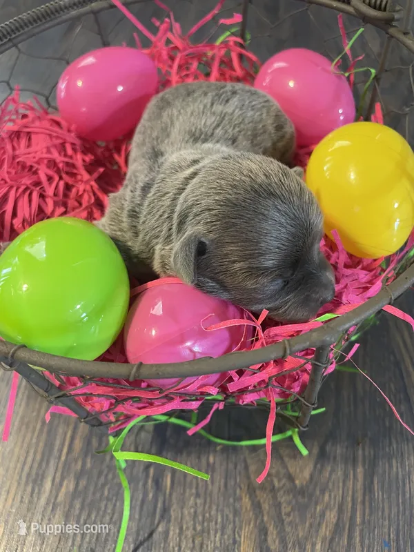 Dahlia’s silver girl – Chihuahua puppy for sale in Dorena, OR