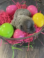 Dahlia’s silver girl, a female Chihuahua for sale in Dorena, OR – Photo 1 of 4