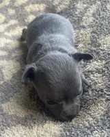 Bacon, a female Chihuahua for sale in Dorena, OR – 2 of 4