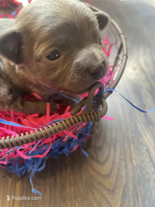 Dahlia’s silver girl – Chihuahua puppy for sale in Dorena, OR
