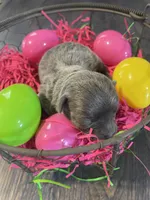 Dahlia’s silver girl, a female Chihuahua for sale in Dorena, OR – Photo 2 of 4