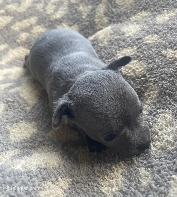 Bacon – Chihuahua puppy on hold in Dorena, OR