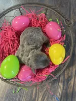 Dahlia’s silver girl, a female Chihuahua for sale in Dorena, OR – Photo 4 of 4