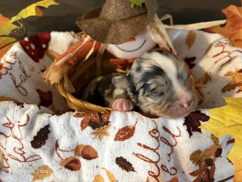 Mittens – Chihuahua puppy for sale in Dorena, OR