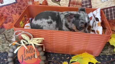 Falling Leaves “Leaf” *blue eyes*, a male Chihuahua for sale in Dorena, OR – 7 of 7