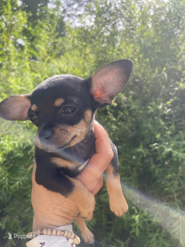 Crepe – Chihuahua puppy for sale in Dorena, OR
