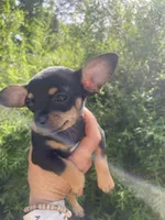 Crepe, a female Chihuahua for sale in Dorena, OR – 3 of 7