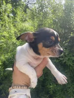 Pancake, a male Chihuahua for sale in Dorena, OR – 4 of 10