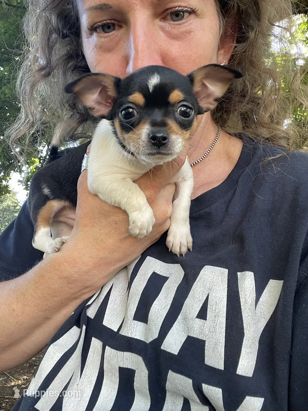 Pancake – Chihuahua puppy for sale in Dorena, OR