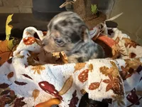 Apple Cider , a male Chihuahua for sale in Dorena, OR – 4 of 4