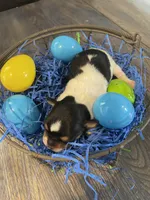 Gordita boy #2, a male Chihuahua for sale in Dorena, OR – Photo 3 of 3
