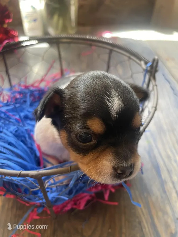 Gordita boy #2 – Chihuahua puppy for sale in Dorena, OR