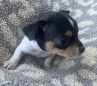 Pancake, a male Chihuahua for sale in Dorena, OR – 1 of 4