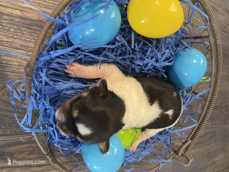 Gordita boy #2 – Chihuahua puppy for sale in Dorena, OR