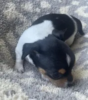 Pancake, a male Chihuahua for sale in Dorena, OR – 3 of 4