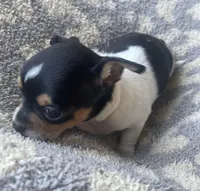 Pancake, a male Chihuahua for sale in Dorena, OR – 4 of 4