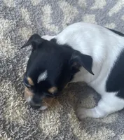 Pancake, a male Chihuahua for sale in Dorena, OR – 2 of 4