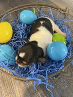 Gordita boy #2, a male Chihuahua for sale in Dorena, OR – Photo 2 of 3