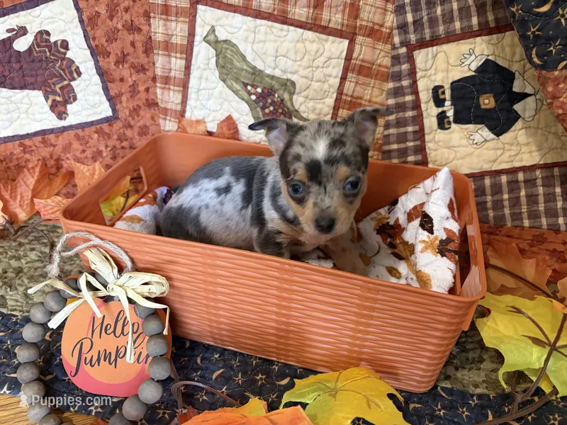 Falling Leaves “Leaf” *blue eyes* – Chihuahua puppy for sale in Dorena, OR