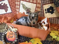 Falling Leaves “Leaf” *blue eyes*, a male Chihuahua for sale in Dorena, OR – 1 of 7