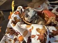 Falling Leaves “Leaf”, a male Chihuahua for sale in Dorena, OR – 5 of 7