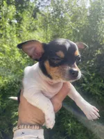 Pancake, a male Chihuahua for sale in Dorena, OR – 5 of 10