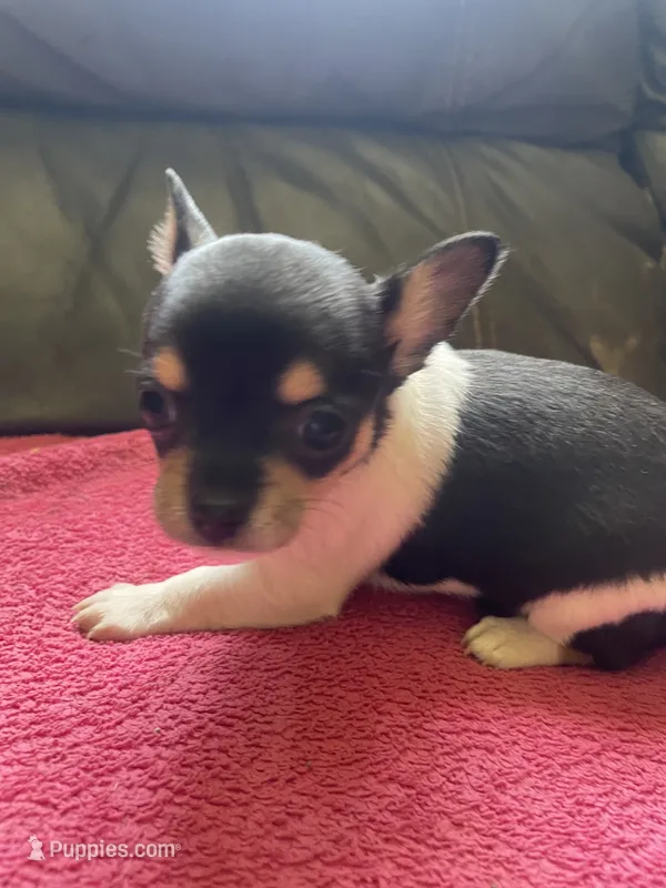 Biscuit  – Chihuahua puppy for sale in Dorena, OR