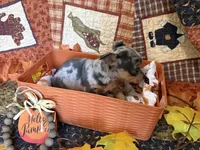 Falling Leaves “Leaf” *blue eyes*, a male Chihuahua for sale in Dorena, OR – 5 of 7