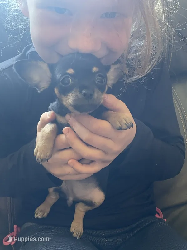 Crepe – Chihuahua puppy for sale in Dorena, OR