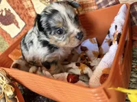 Mittens *Longhair*, a male Chihuahua for sale in Dorena, OR – 2 of 7