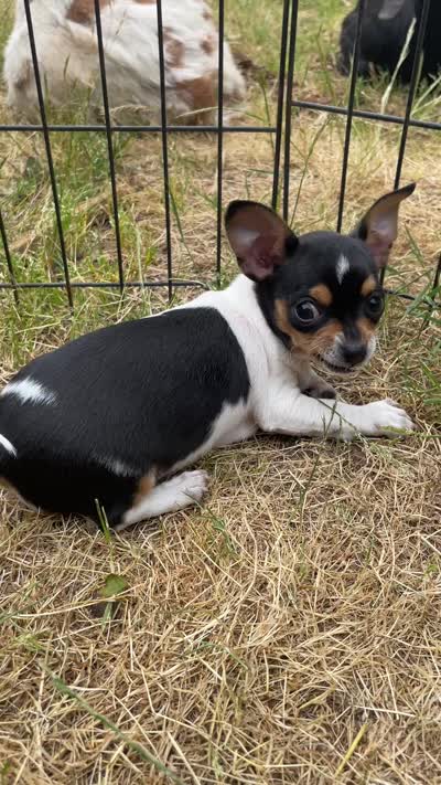 Pancake, a male Chihuahua for sale in Dorena, OR – 10 of 10