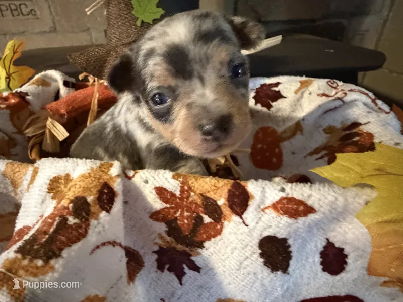 Apple Cider  – Chihuahua puppy for sale in Dorena, OR