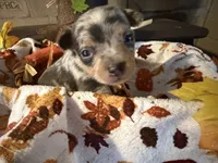 Apple Cider , a male Chihuahua for sale in Dorena, OR – 1 of 4