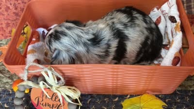 Mittens *Longhair*, a male Chihuahua for sale in Dorena, OR – 7 of 7