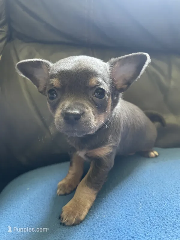 Sausage – Chihuahua puppy for sale in Dorena, OR
