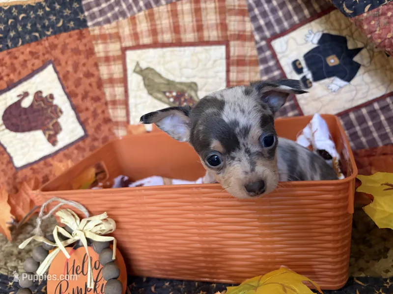 Apple Cider  – Chihuahua puppy on hold in Dorena, OR