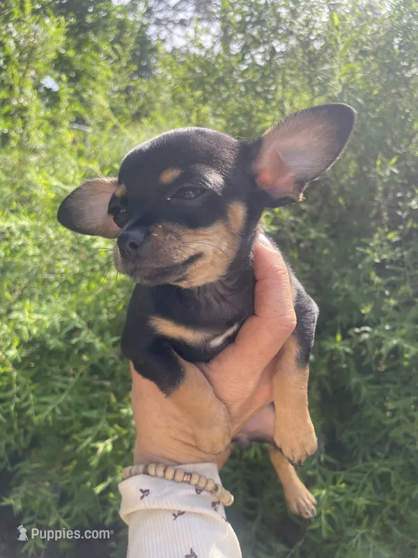 Crepe – Chihuahua puppy for sale in Dorena, OR