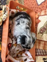 Mittens *Longhair*, a male Chihuahua for sale in Dorena, OR – 4 of 7