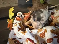 Falling Leaves “Leaf”, a male Chihuahua for sale in Dorena, OR – 3 of 7