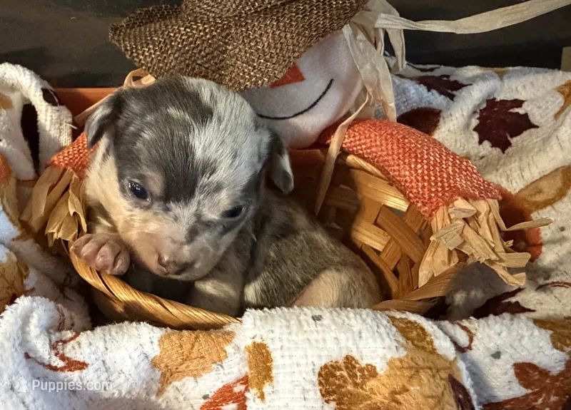 Falling Leaves “Leaf” – Chihuahua puppy for sale in Dorena, OR