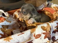 Misty Morning, a female Chihuahua for sale in Dorena, OR – 3 of 6