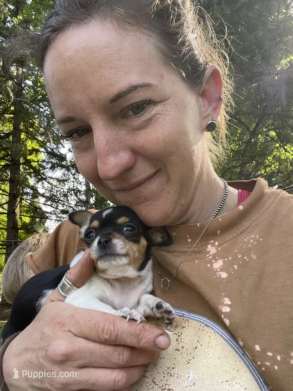 Pancake – Chihuahua puppy for sale in Dorena, OR