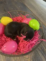 Dahlia’s black girl, a female Chihuahua for sale in Dorena, OR – Photo 2 of 4