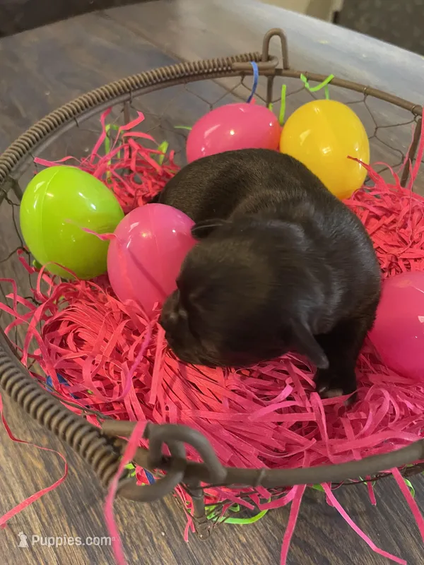 Dahlia’s black girl – Chihuahua puppy for sale in Dorena, OR