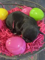 Dahlia’s black girl, a female Chihuahua for sale in Dorena, OR – Photo 3 of 4