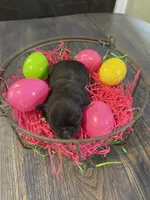 Dahlia’s black girl, a female Chihuahua for sale in Dorena, OR – Photo 4 of 4