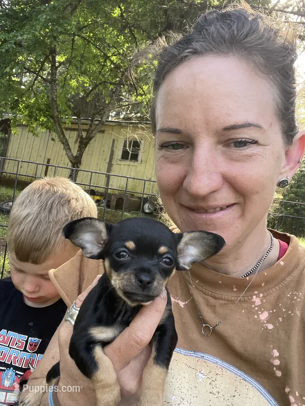 Crepe – Chihuahua puppy for sale in Dorena, OR